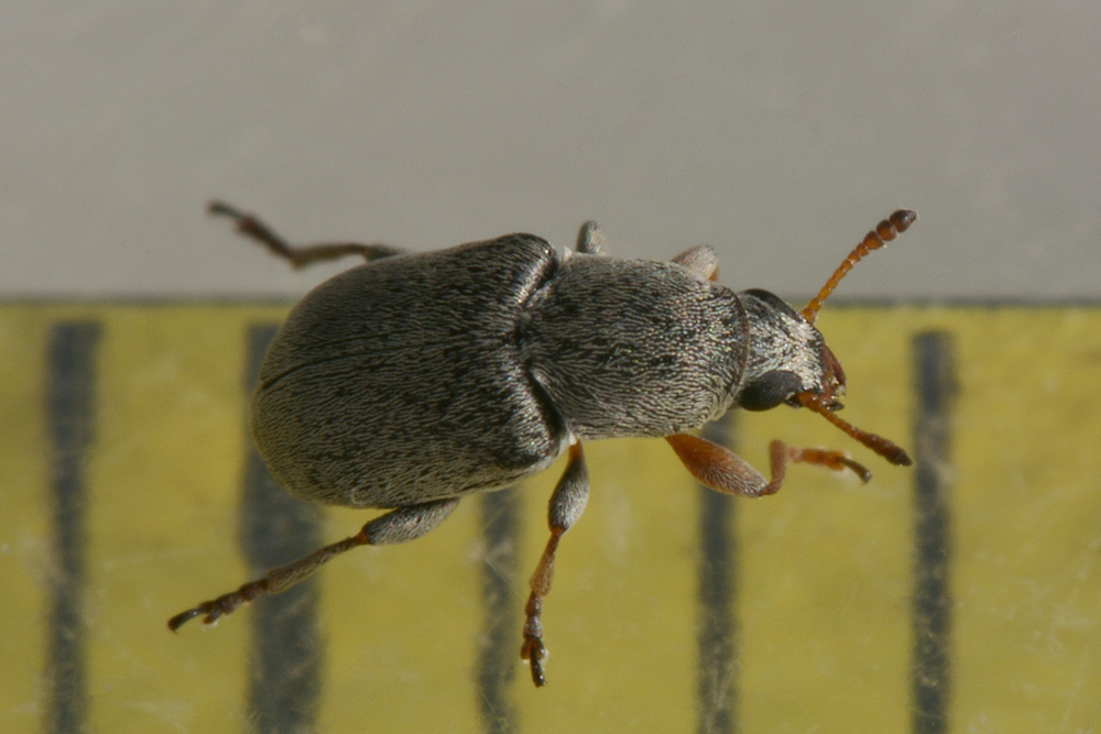 Bruchela rufipes?  S,  Bruchela rufipes rufipes